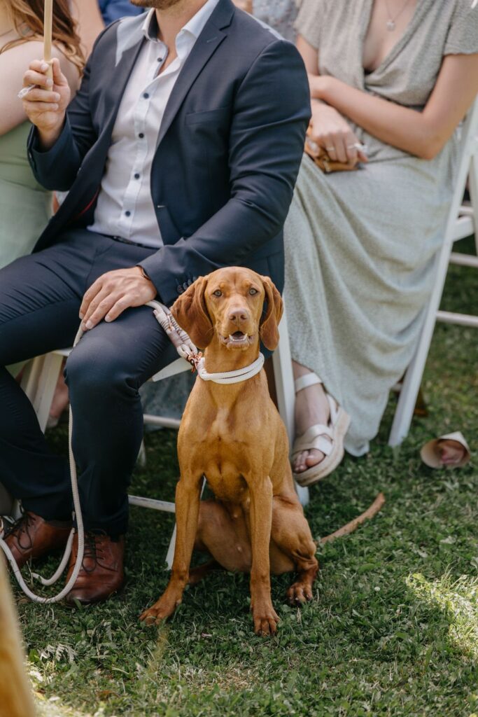 Hund mit Halsband sitzt während der Trauung zwischen den Gästen