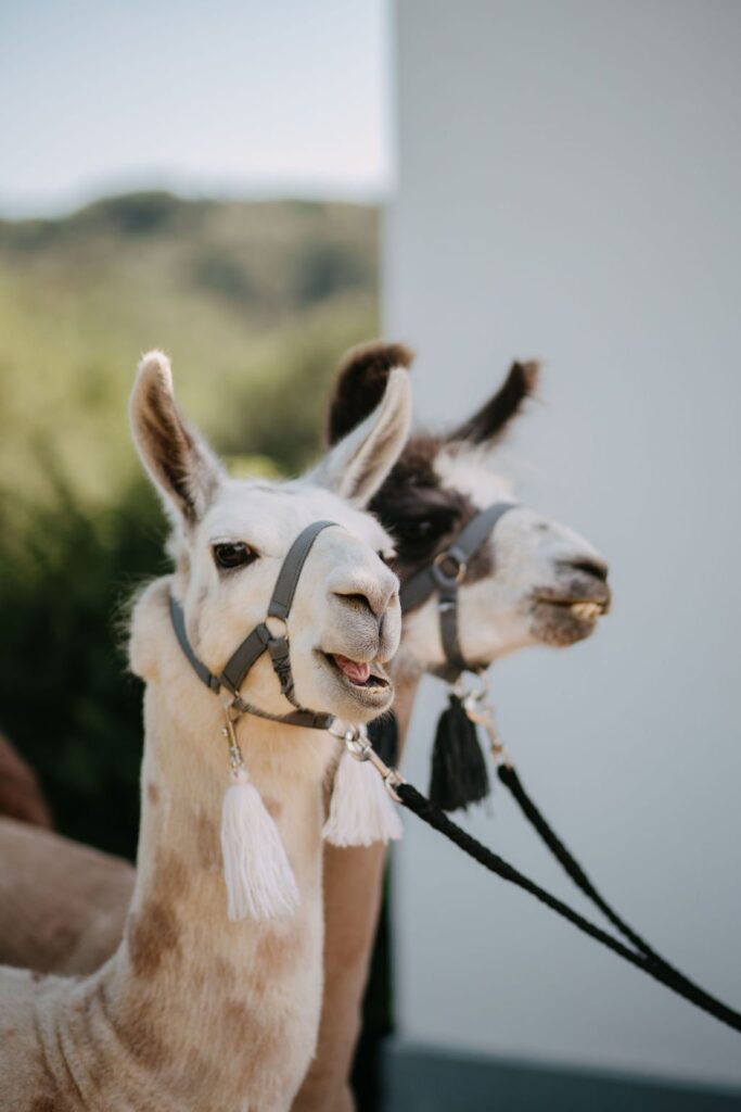 Zwei Lamas mit Halfter bei der Hochzeit in der Holler Scheune