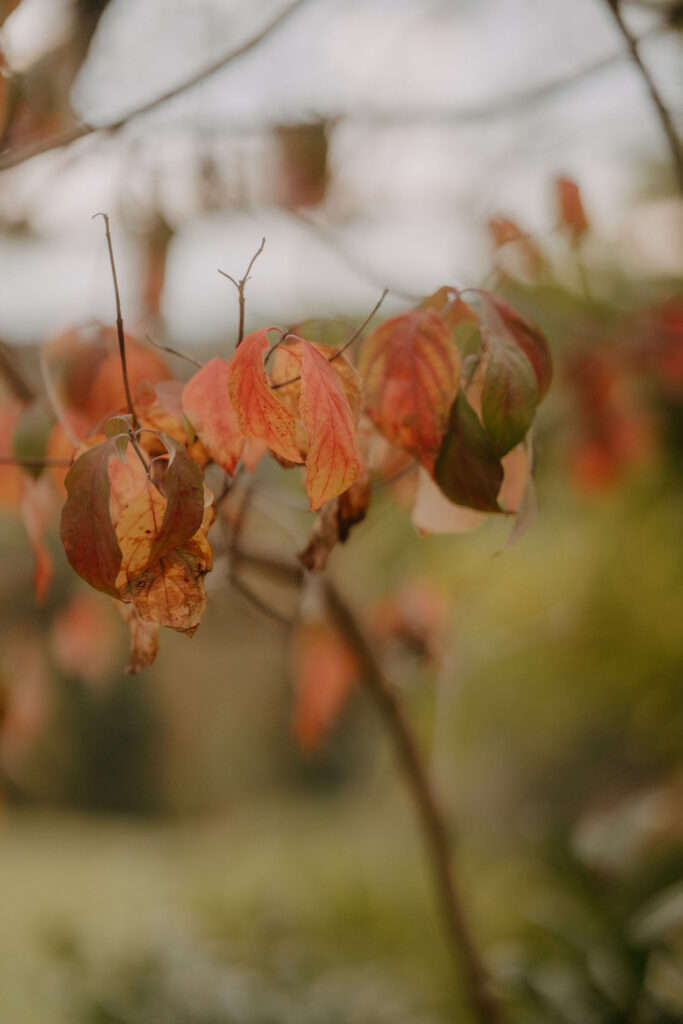 Nahaufnahme von herbstlich gefärbten Blättern in warmen Gelb-, Orange- und Rottönen bei einer Waldhochzeit in der Steiermark.