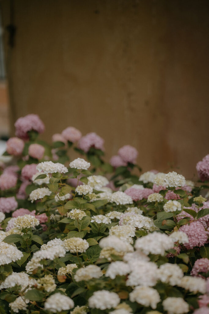 Hortensien in Rosa und Weiß im Garten des Aiola im Schloss Graz