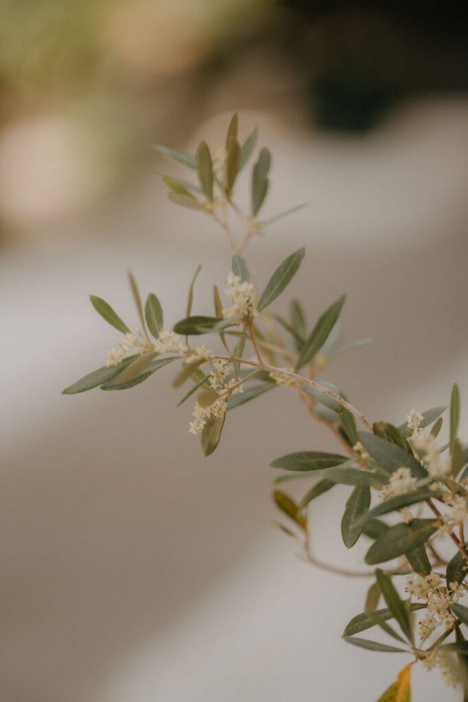 Blühender Olivenzweig – Detailaufnahme Hochzeit Aiola Graz