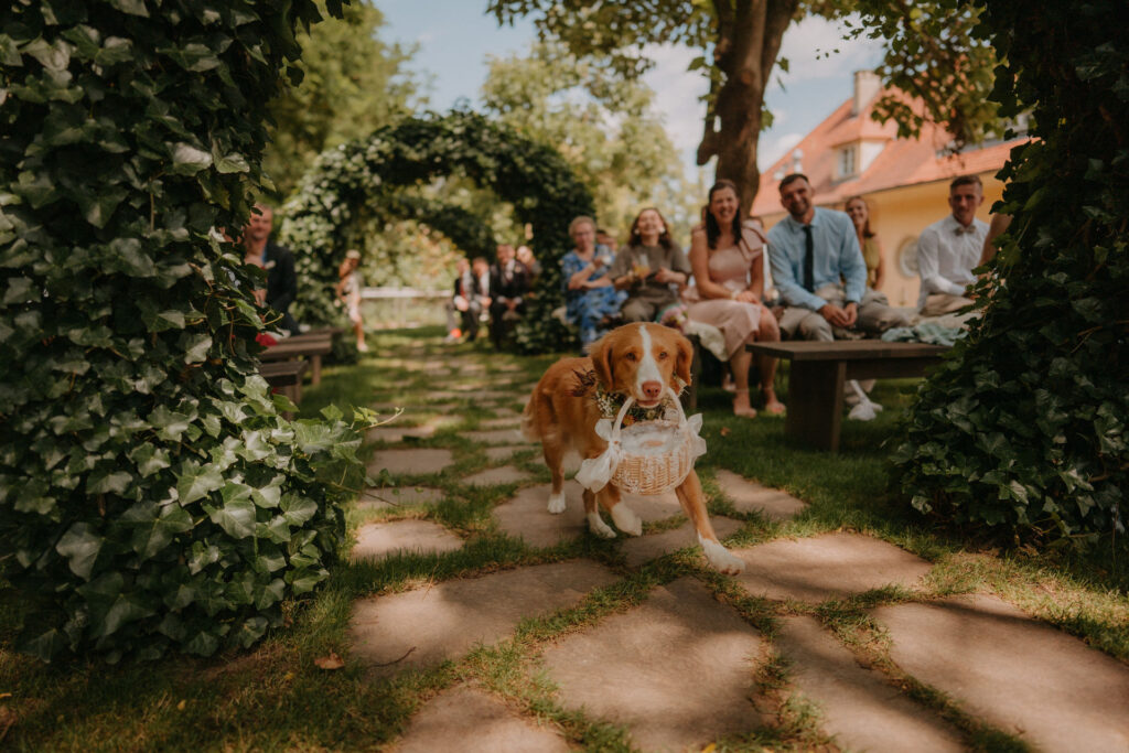 Hund mit Blumenkranz läuft durch den Trauungsgang – Hochzeit Aiola Graz