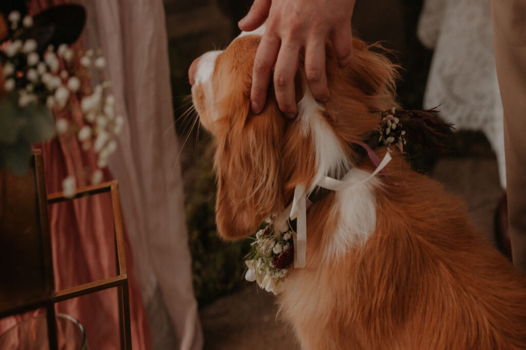 Hund mit Blumenkranz gibt Pfote – Hochzeitshund Aiola Graz