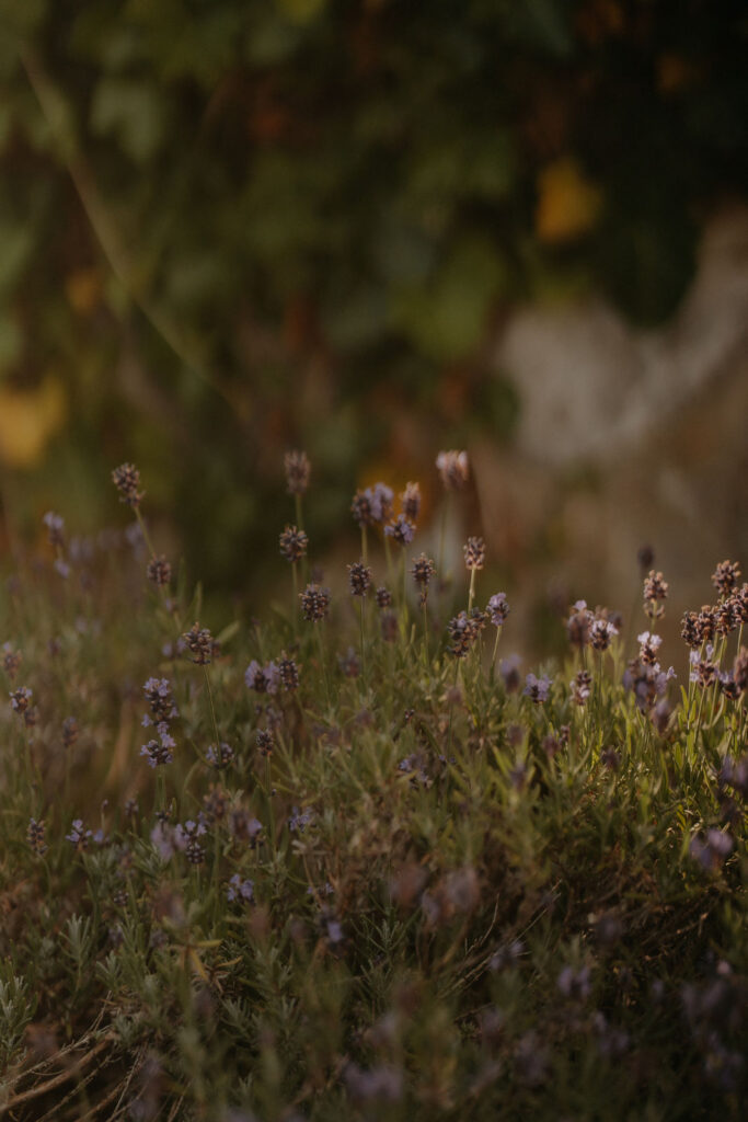 Lavendel im Abendlicht – Hochzeit Aiola im Schloss Graz