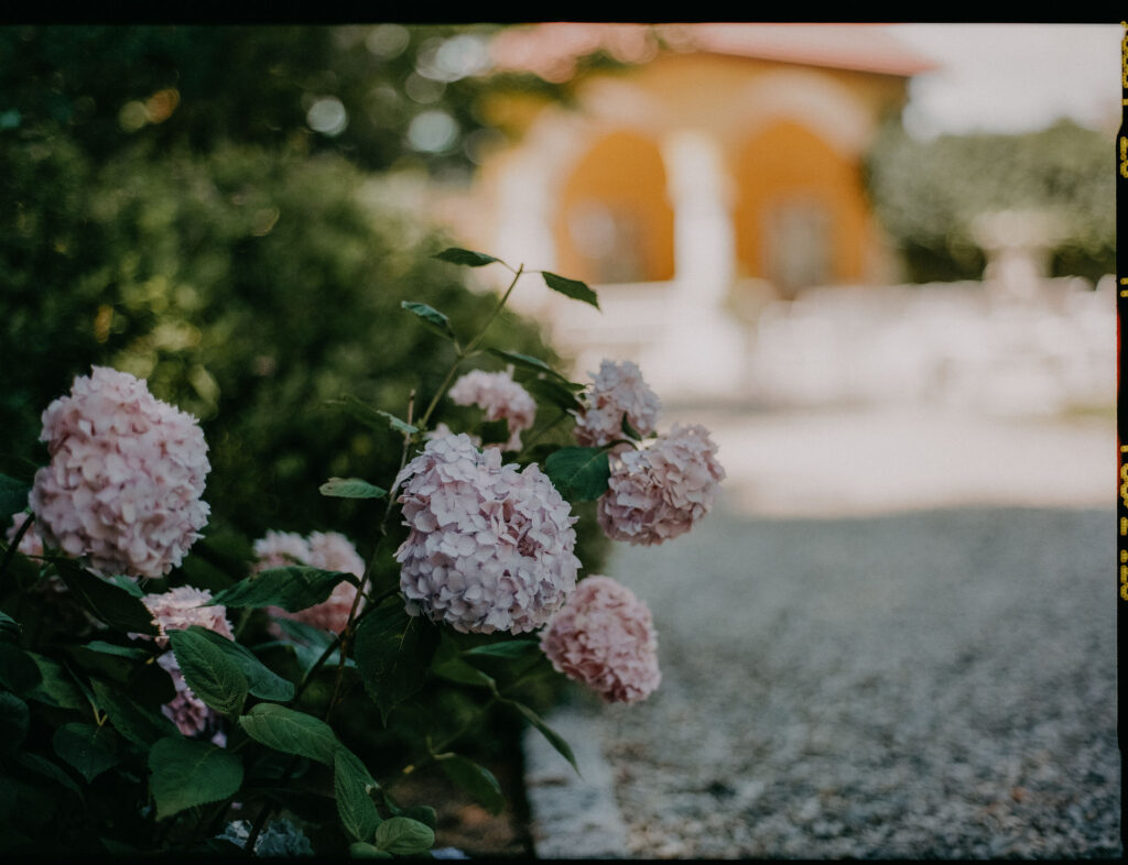 Analoge Nahaufnahme von rosa Hortensien im Garten von Schloss Ottersbach
