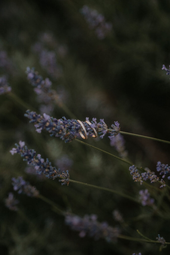 Nahaufnahme von blühendem Lavendel bei der Hochzeit am Obstbau Haas