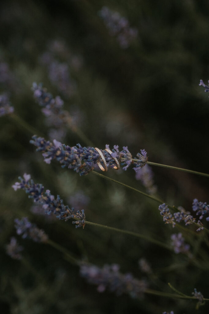 Eheringe zwischen blühendem Lavendel bei der Hochzeit am Obstbau Haas