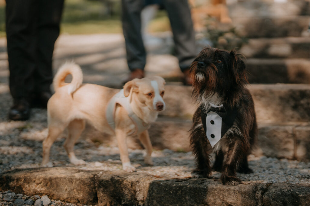 Zwei Hunde mit Fliege bei der Hochzeit